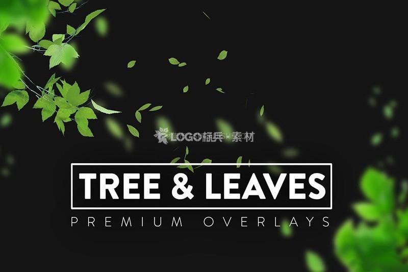 图片[4]-高清树木树叶图片PNG免抠素材140张 - LOGO标兵-专业设计平台-海量素材资源-LOGO标兵-专业设计平台-海量素材资源